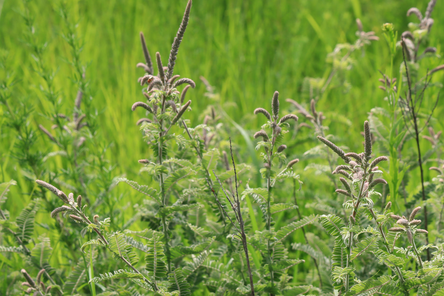 Leadplants