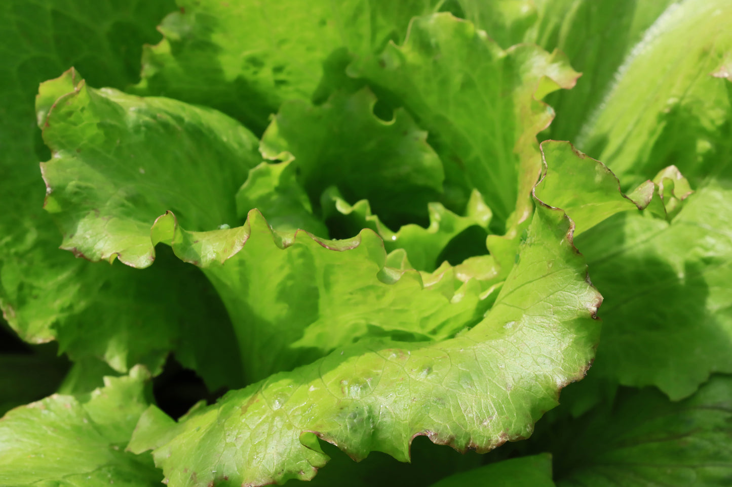 Leaf lettuce