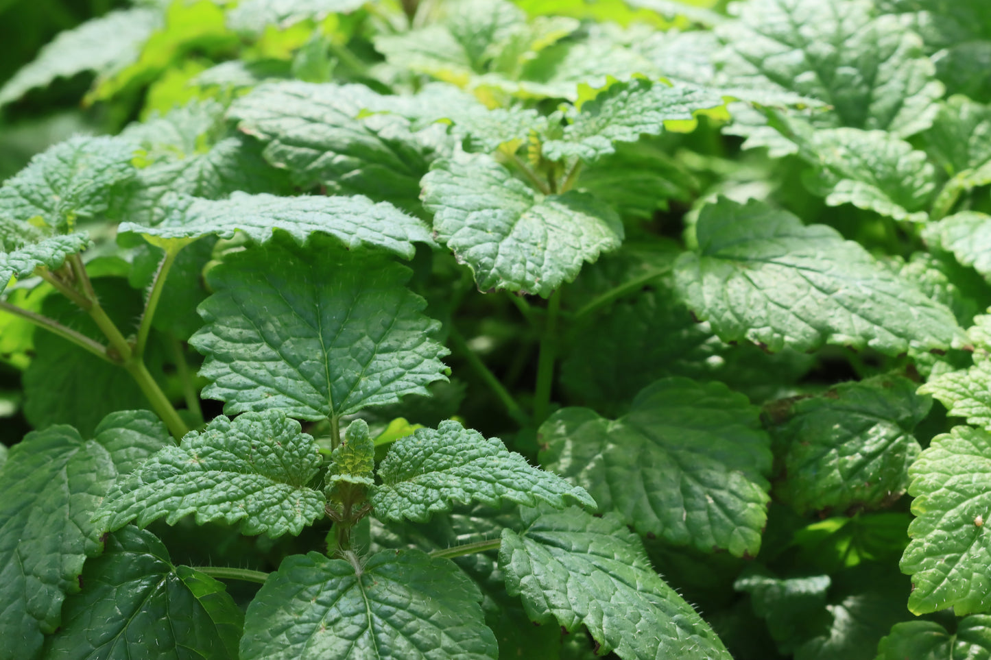 Lemon balm