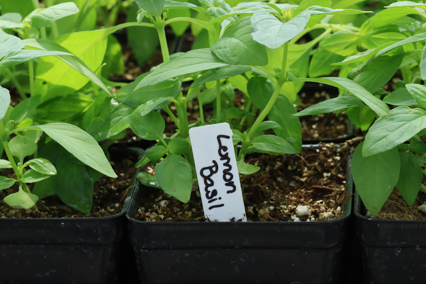 Lemon basil plants