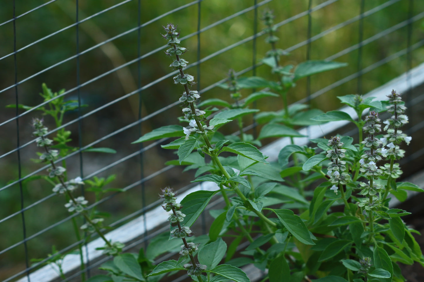 Lemon basil