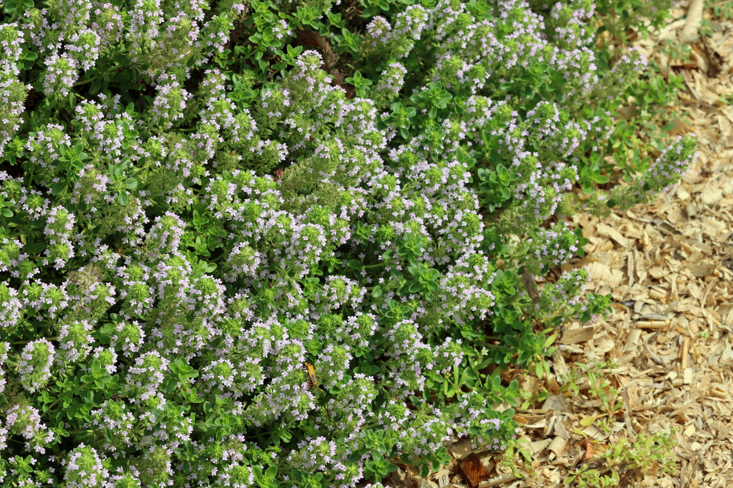 Lemon thyme