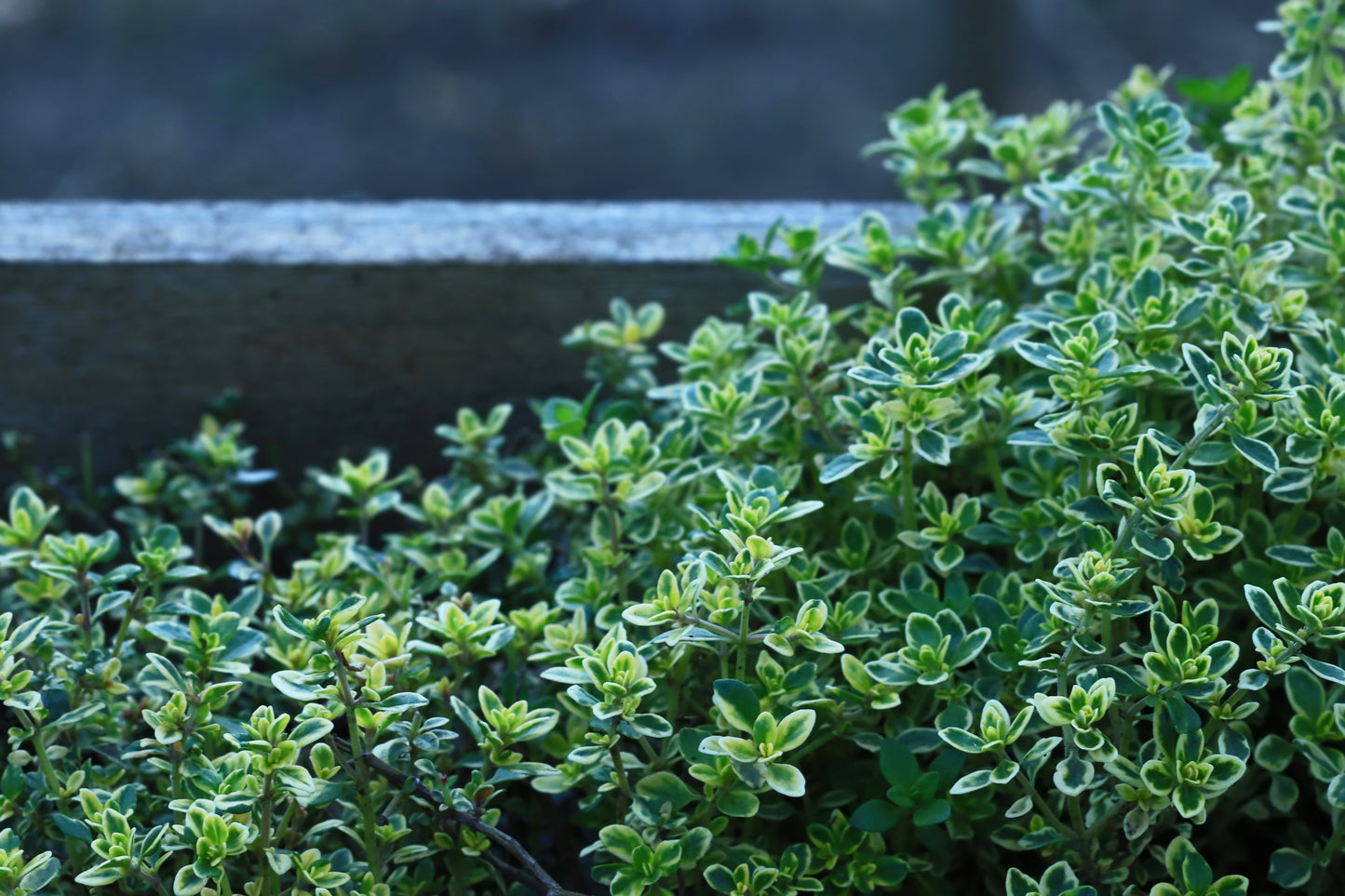 Lemon thyme