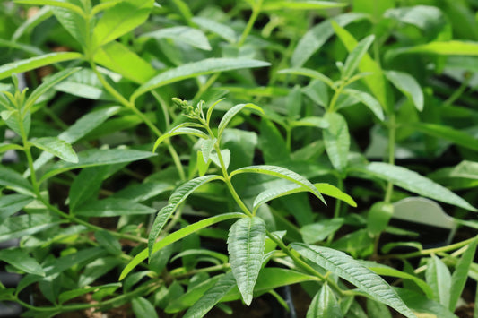 Lemon verbena