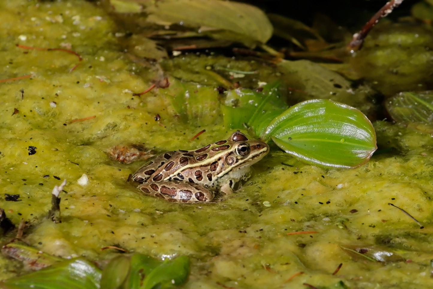 Leopard frog