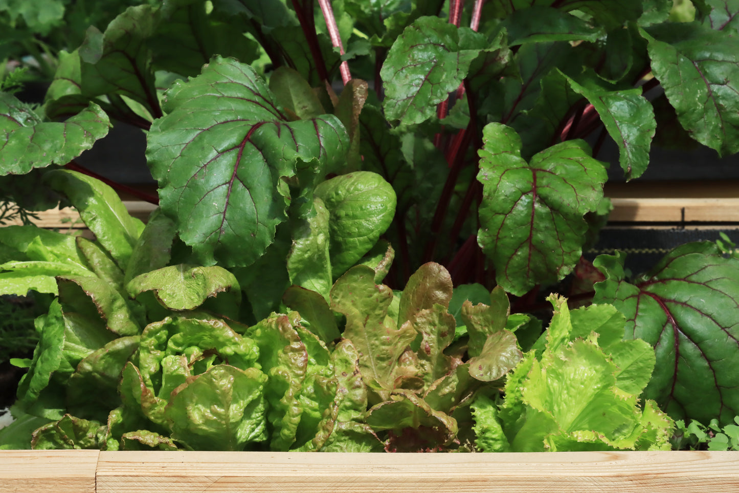 Lettuce and chard