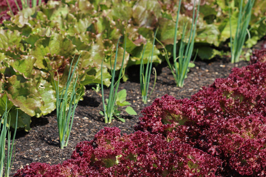 Lettuce beds