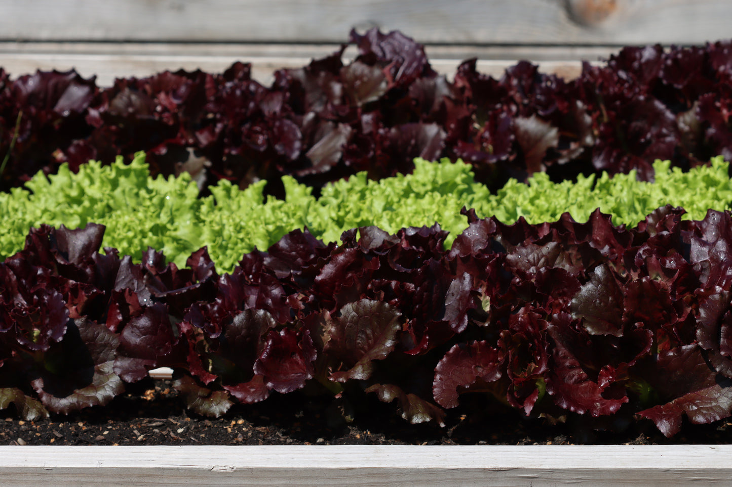 Raised garden lettuce beds