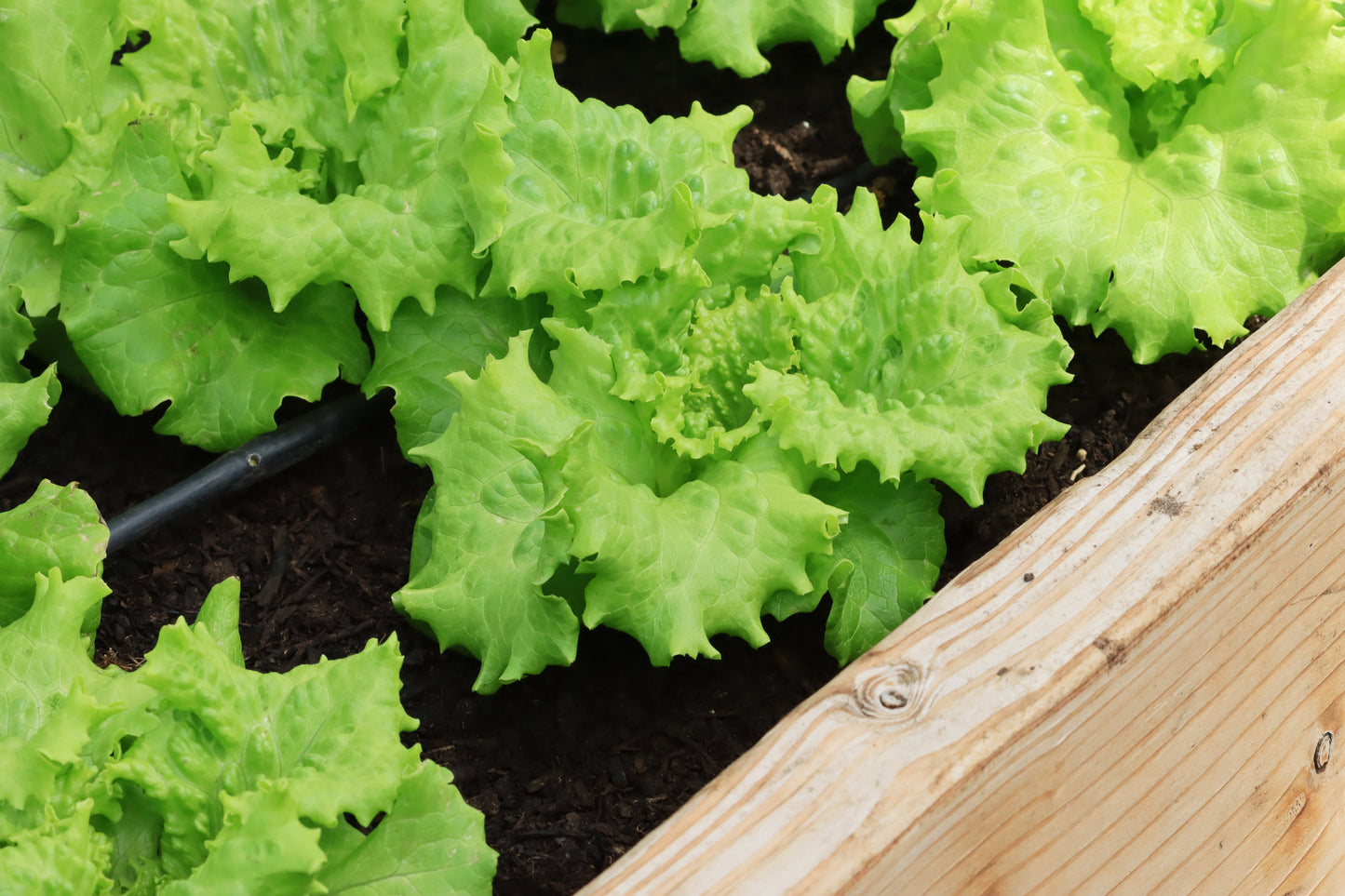 Lettuce beds