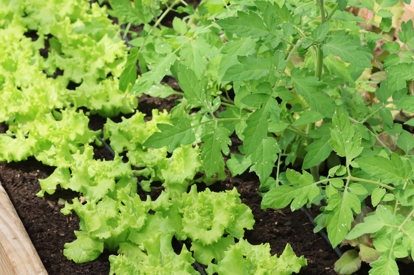 Raised garden lettuce and tomatoes