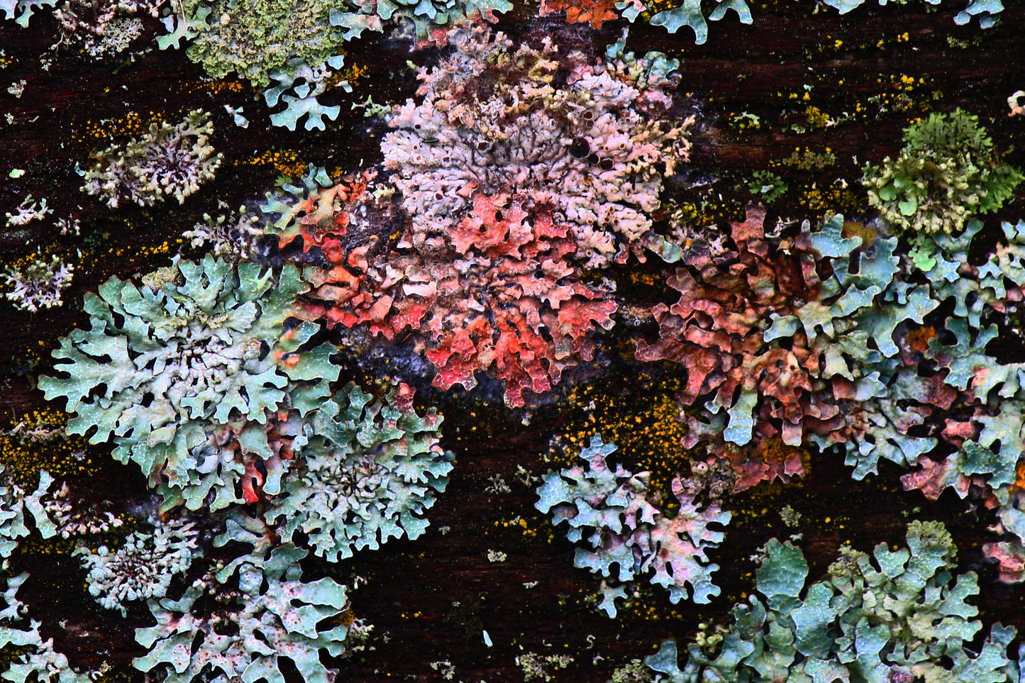 Lichens