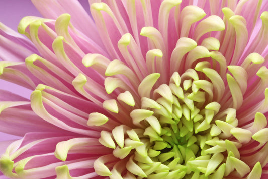 Pastel Chrysanthemum