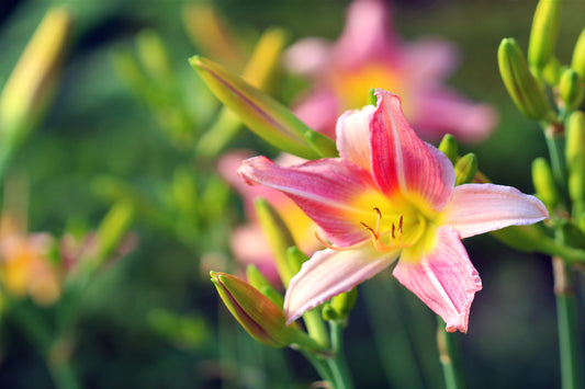 Lilies in the garden