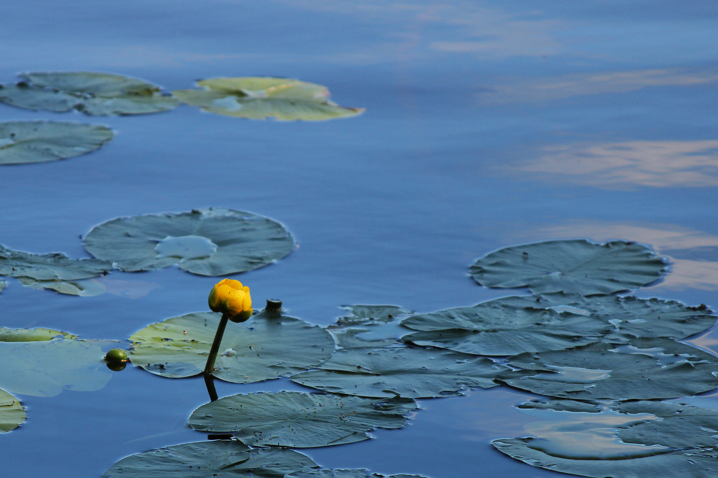 Lily pads