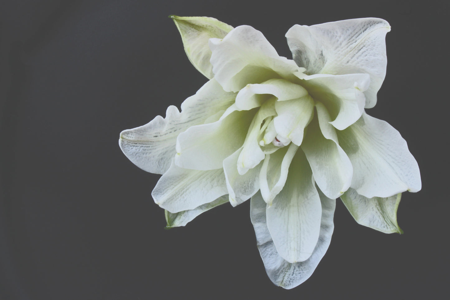 White lily on black