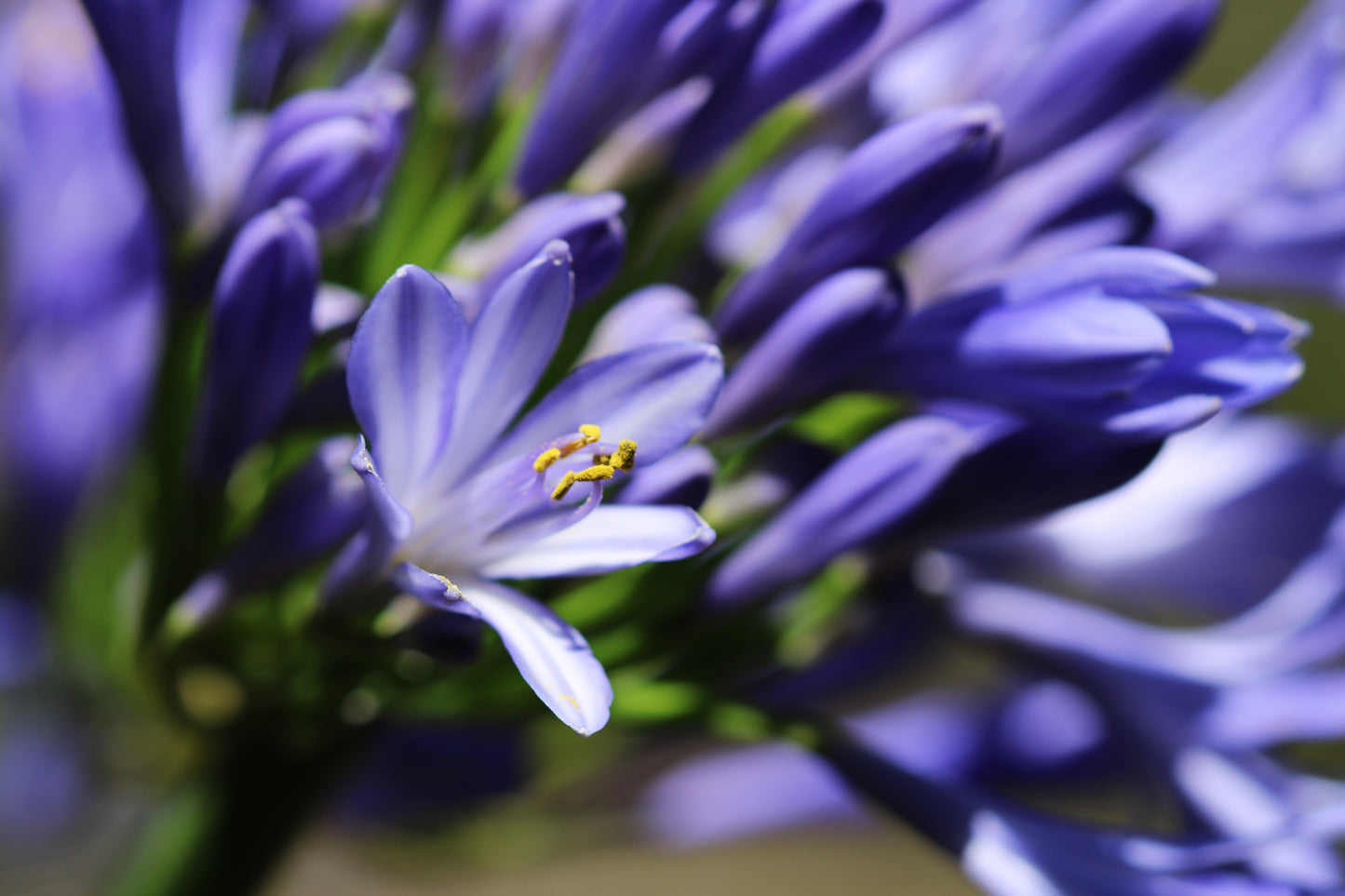 Lily of the Nile blooms