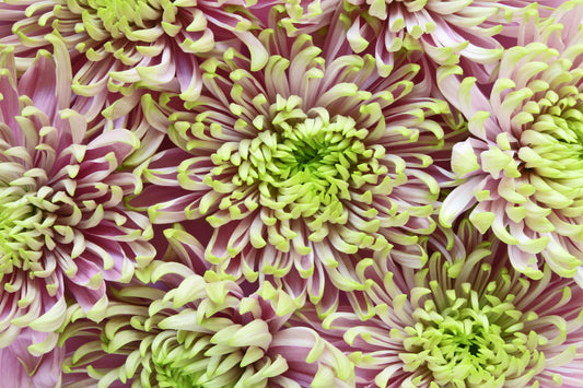 Chrysanthemums