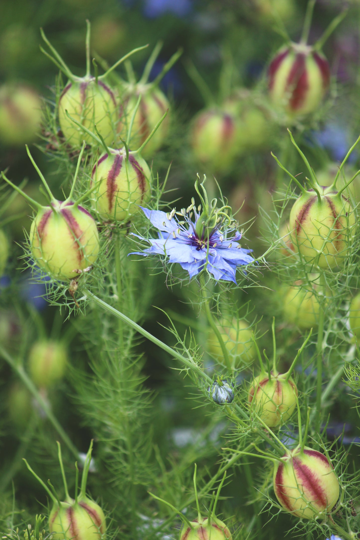 Love in a mist