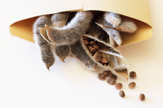 Lupine Seed Pods and Seeds on White