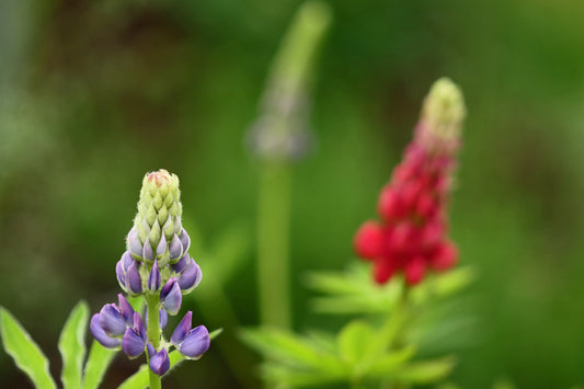 Lupine pair