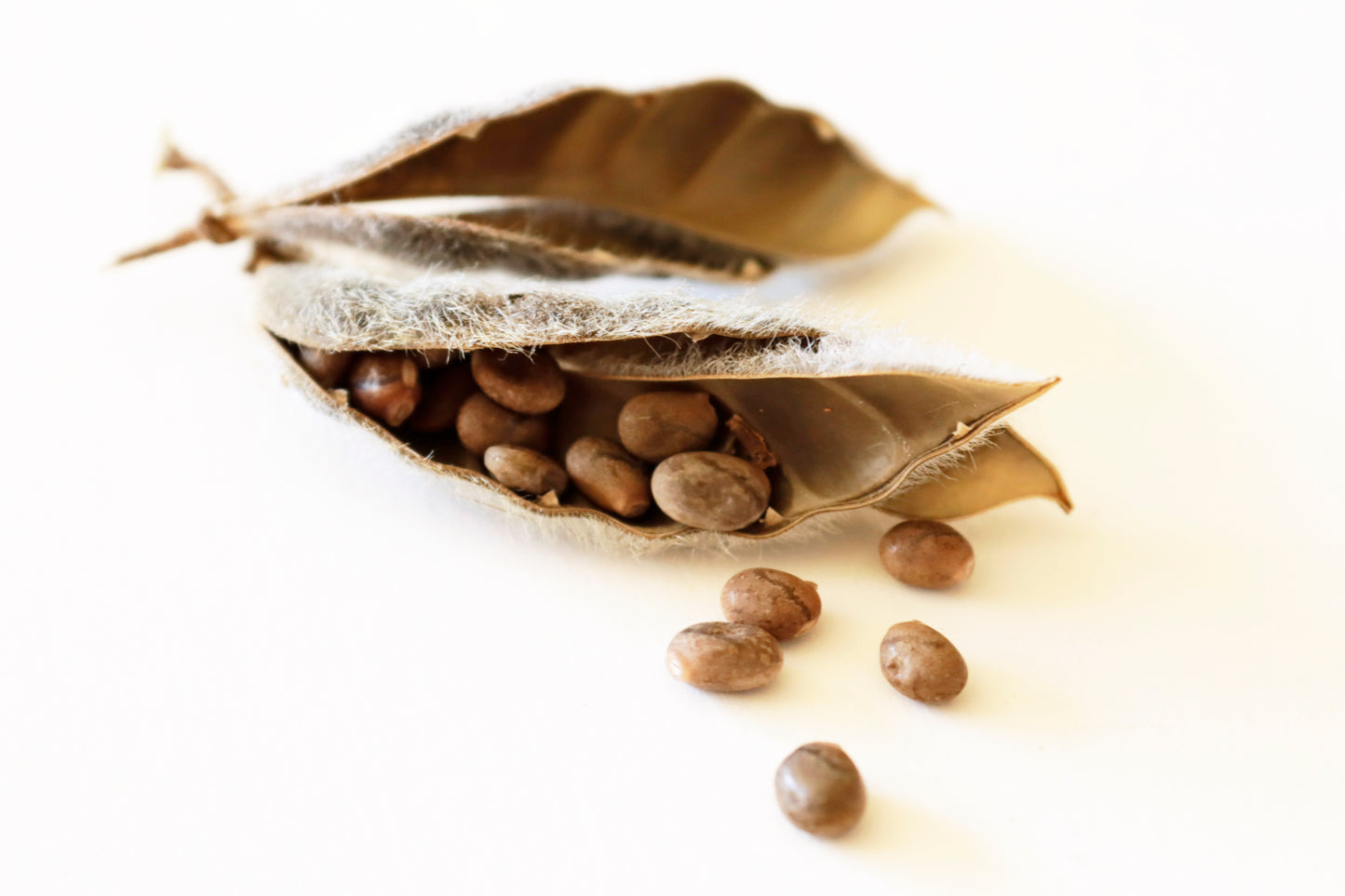 Lupine Seed Pod on White Background