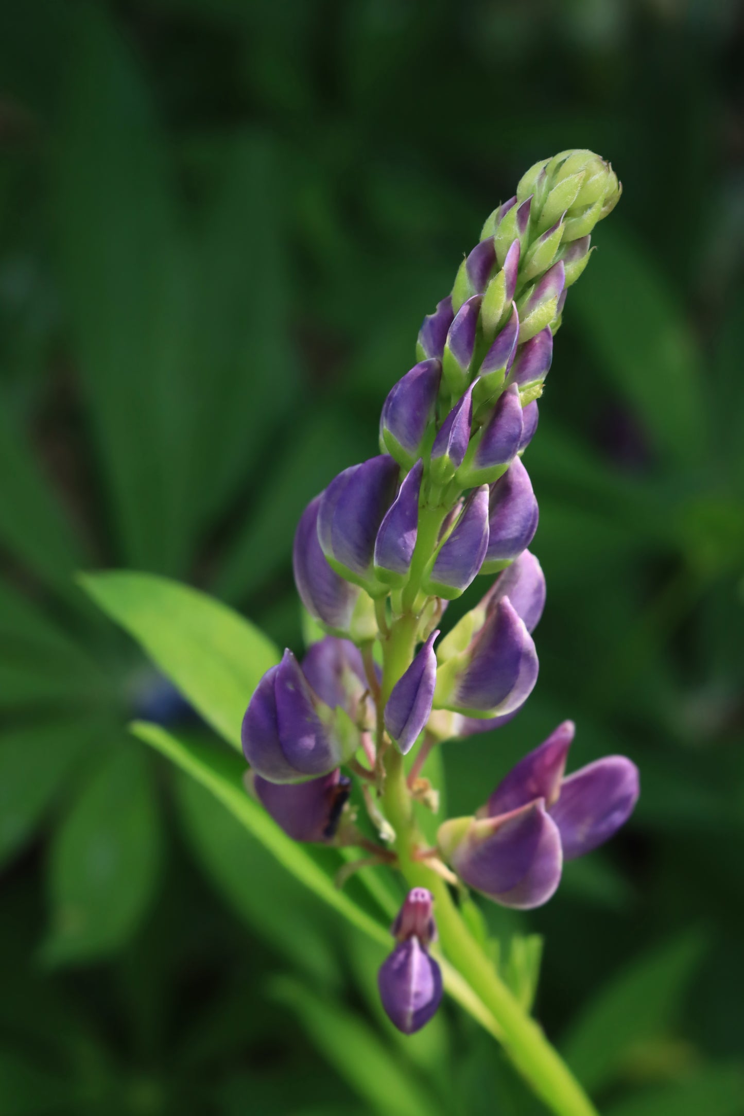 Purple lupine bloom