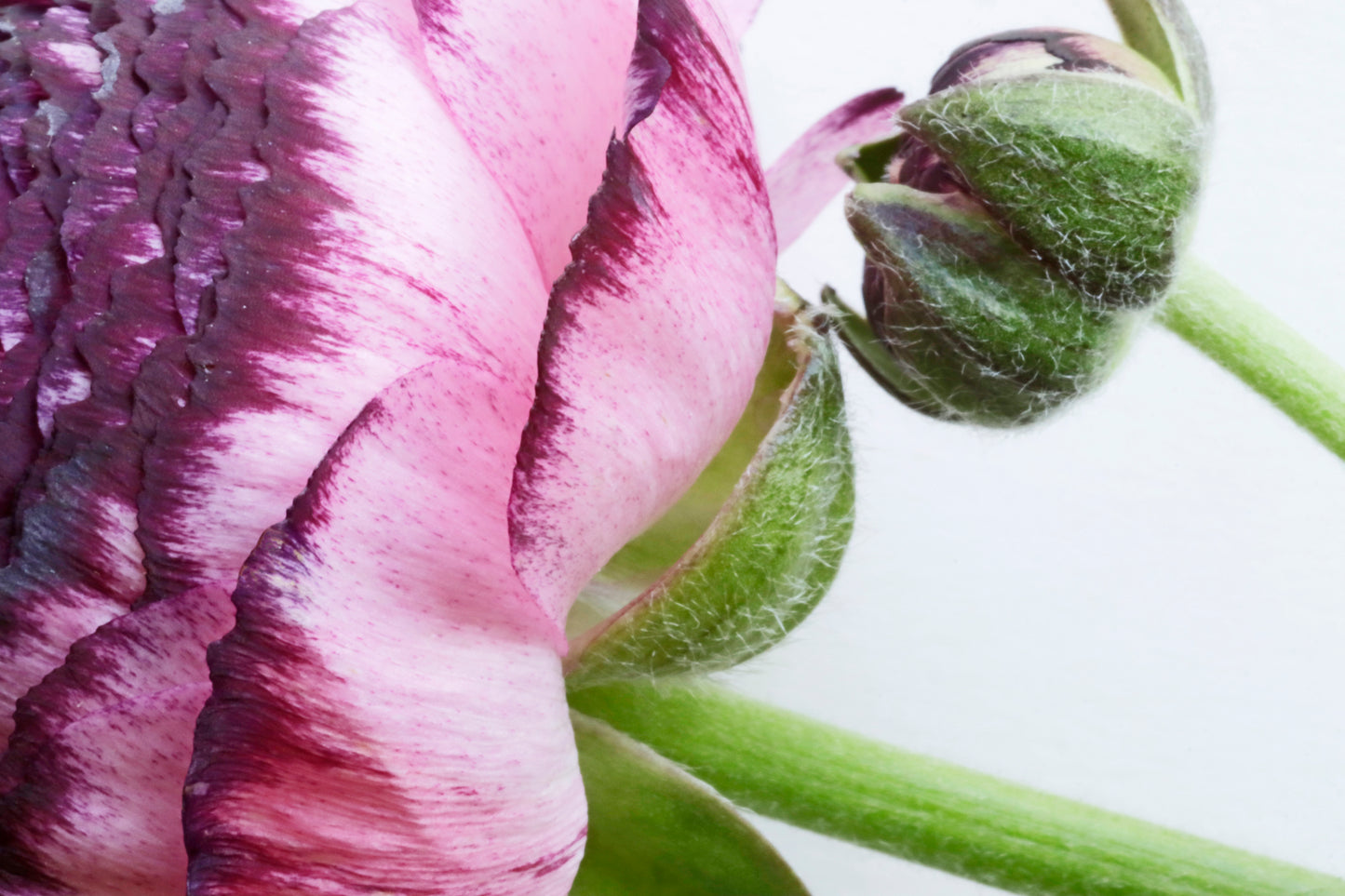Ranunculus pair