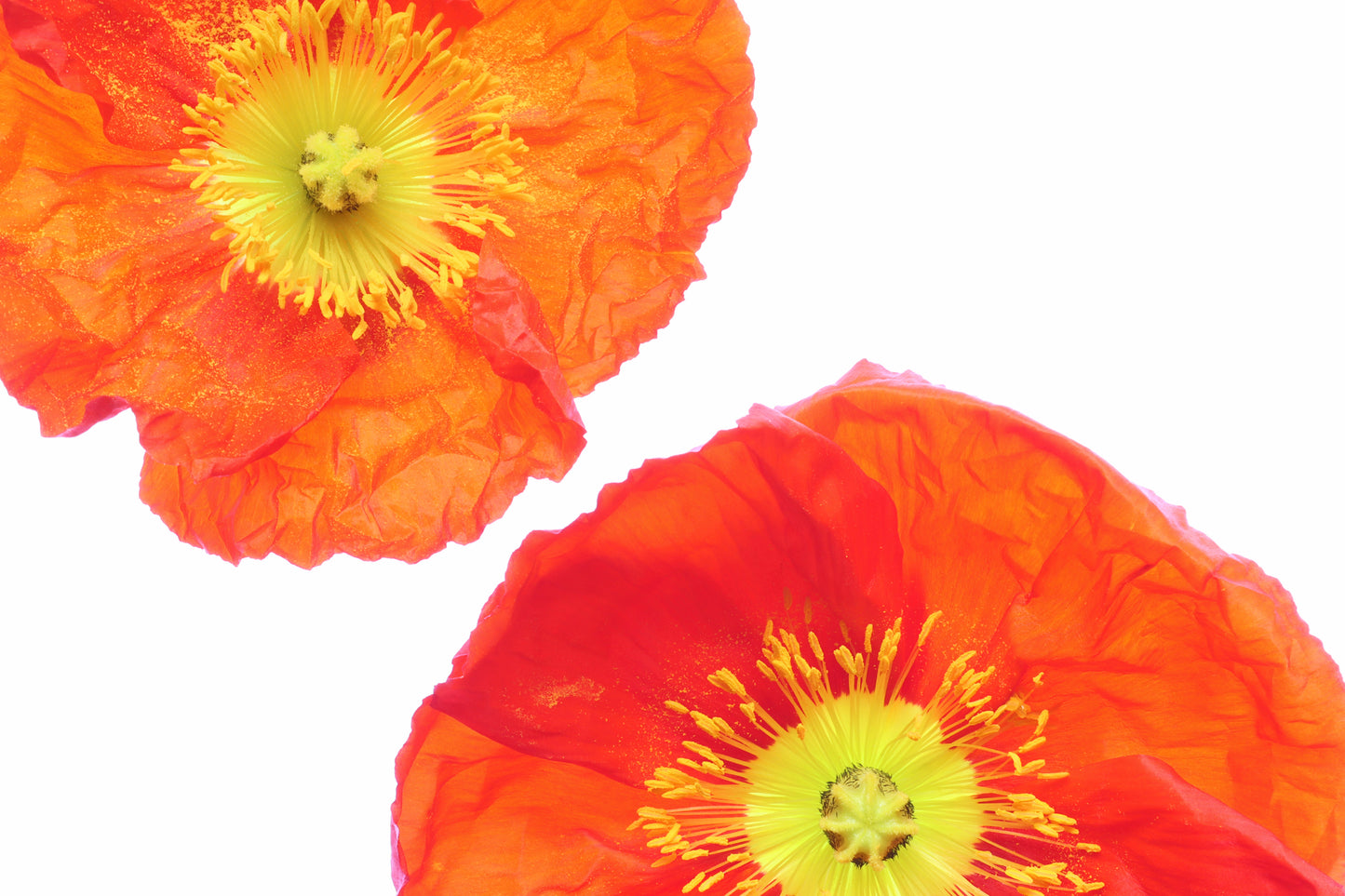 Poppies