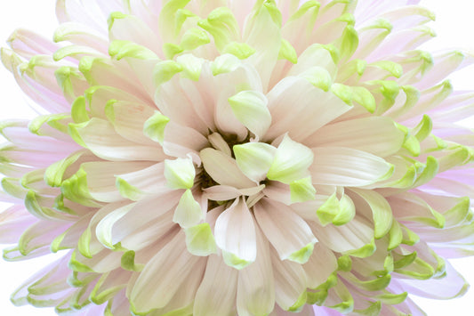 Macro chrysanthemum