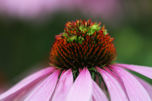 Purple coneflower