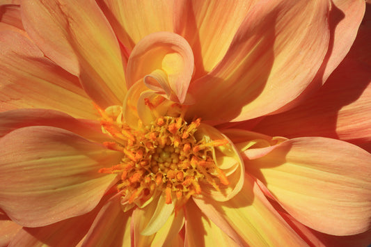 Macro Dahlia II