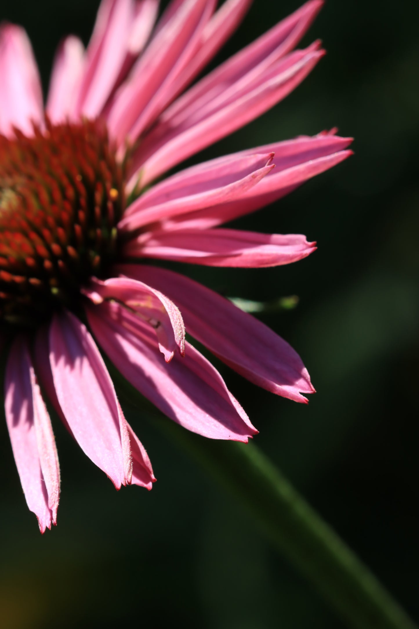 Purple coneflower