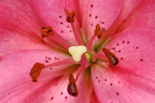 Lily macro