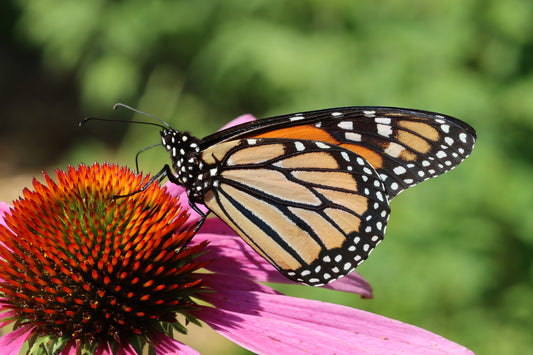 Purple Coneflower