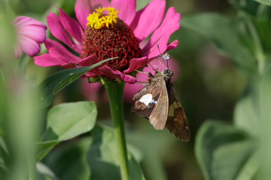 Silver spotted skipper