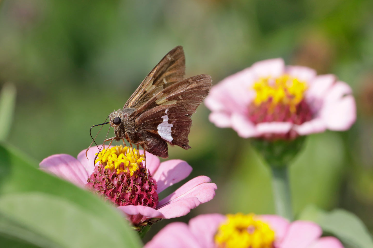 Silver spotted skipper on zinnia