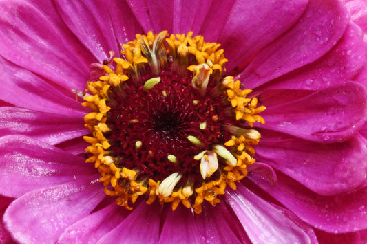 Zinnia macro