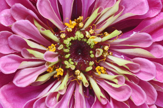 Hot pink zinnia