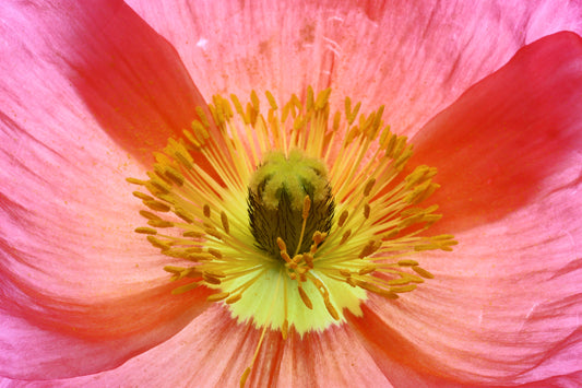 Macro poppy