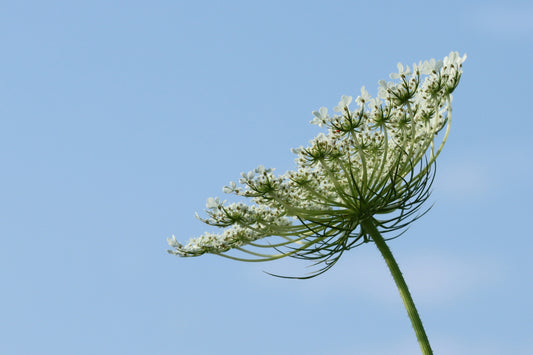 Queen Anne's Lace