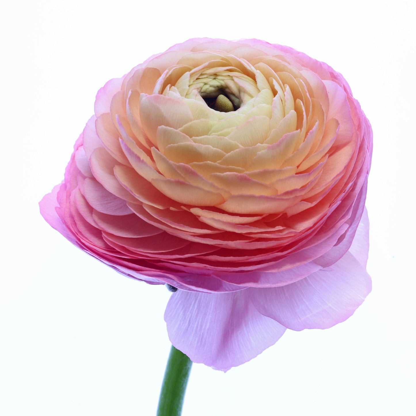 Ranunculus solo