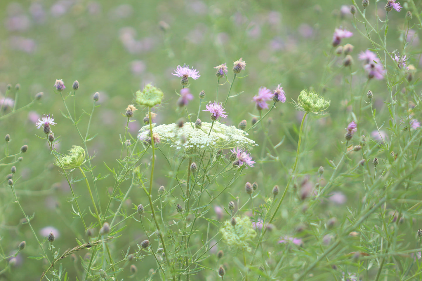 Soft and dreamy meadow