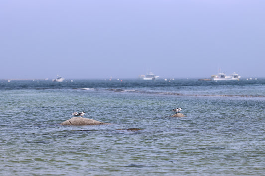 Maine Gulls