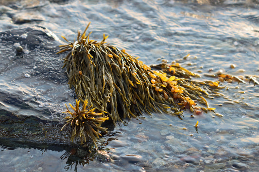 Bladder Wrack