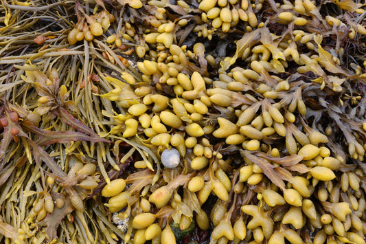 Bladder wrack background