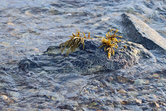 Seaweed at rest