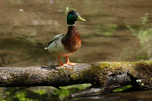 Male mallard