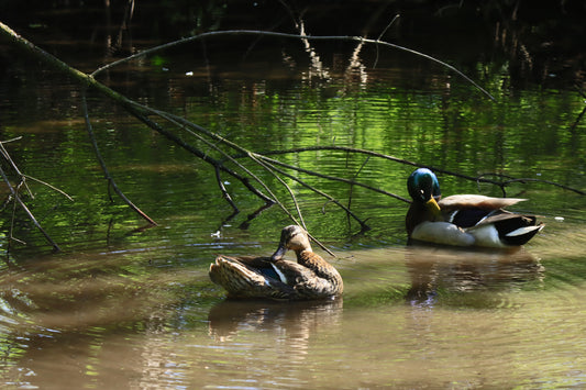 Mallards preening