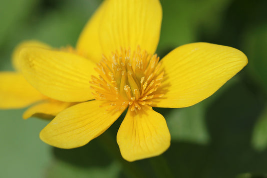 Marsh Marigold bloom