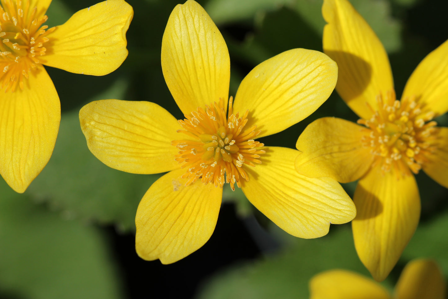 Marsh marigold